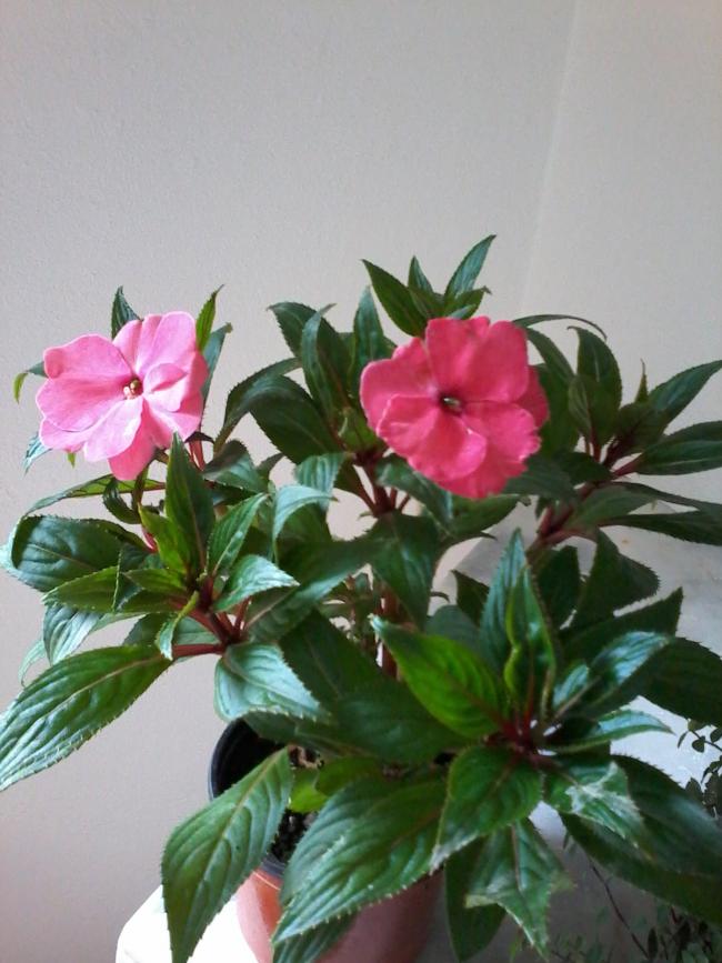 Name:  20160614_131152.jpg
Views: 321
Size:  66.3 KB