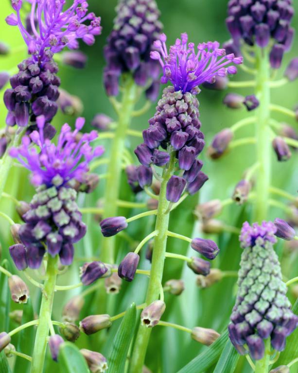 Name:  Muscari-comosum_11508_1280_1280.jpg
Views: 771
Size:  72.5 KB