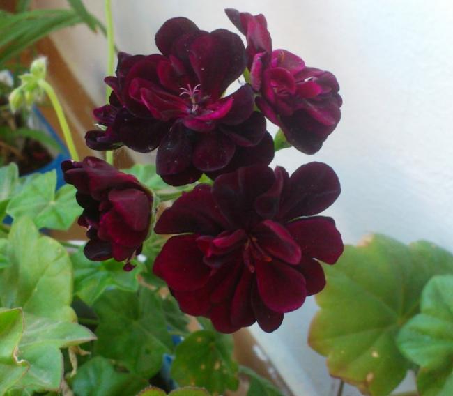 Name:  022.jpg
Views: 392
Size:  37.3 KB