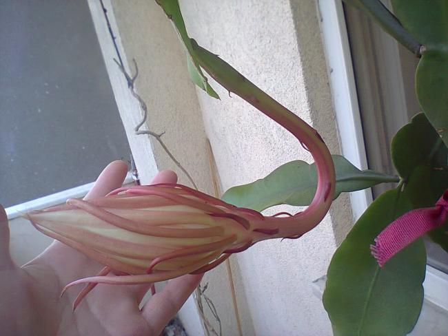 Name:  Prenses-29.jpg
Views: 355
Size:  39.2 KB