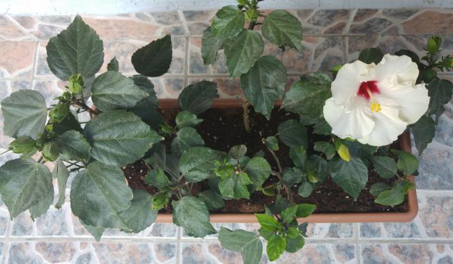 Name:  20160616_195233-1.jpg
Views: 510
Size:  45.4 KB
