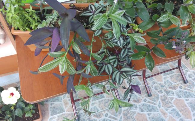 Name:  20160616_195158-1.jpg
Views: 505
Size:  55.3 KB