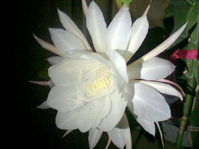 Name:  Fotoraf4387.jpg
Views: 356
Size:  33.9 KB