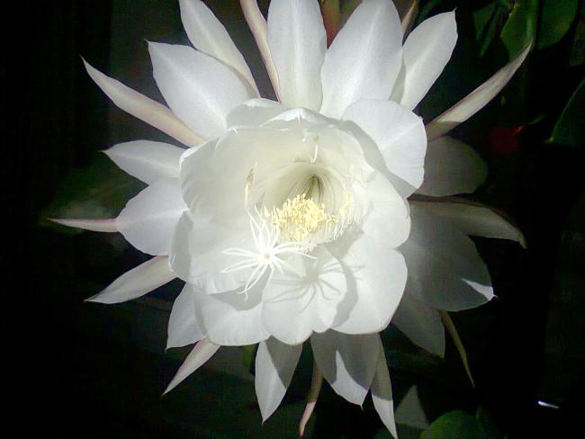 Name:  Fotoraf4388.jpg
Views: 400
Size:  30.8 KB