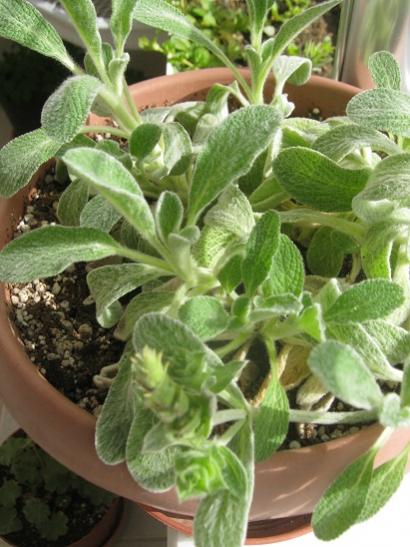 Name:  sideritis.jpg
Views: 621
Size:  44.4 KB