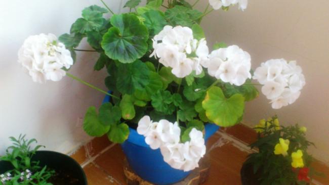 Name:  022.jpg
Views: 340
Size:  27.4 KB