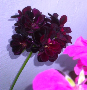 Name:  042.jpg
Views: 340
Size:  68.6 KB
