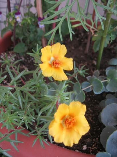 Name:  ipek ..jpg
Views: 595
Size:  36.1 KB