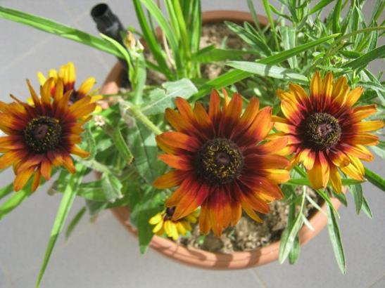 Name:  rudbeckia.jpg
Views: 606
Size:  39.9 KB