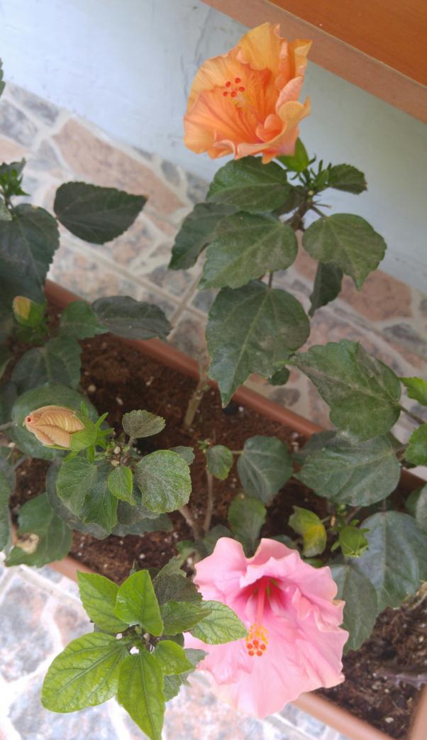 Name:  20160624_121207-1.jpg
Views: 451
Size:  72.8 KB