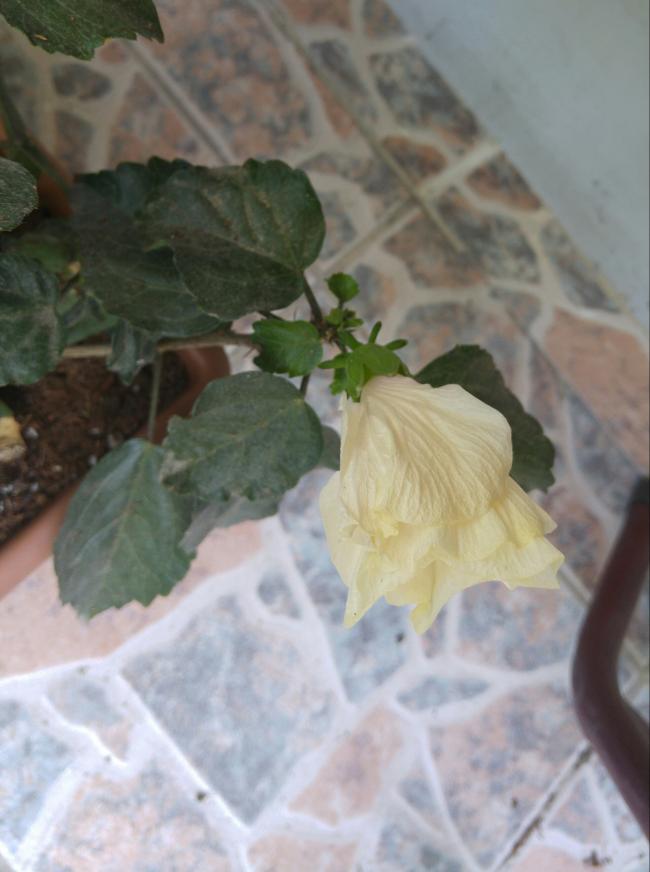 Name:  20160624_121202-1.jpg
Views: 432
Size:  50.3 KB