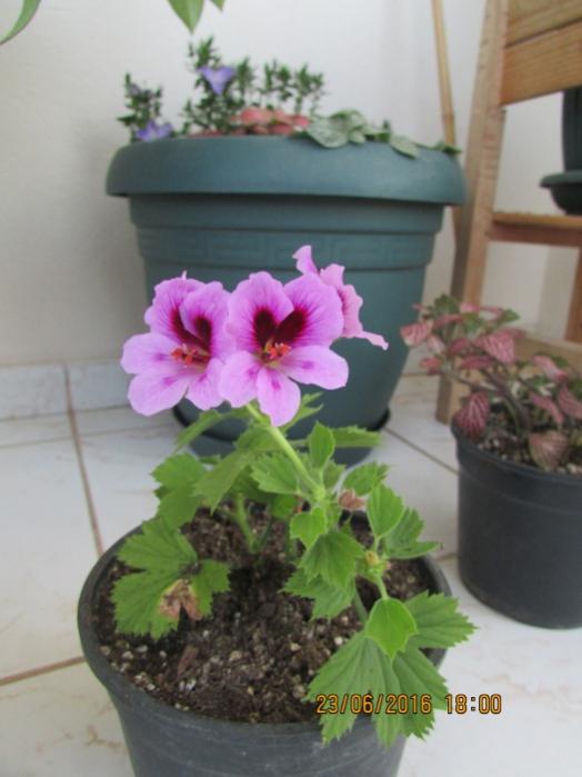 Name:  IMG_3510.jpg
Views: 592
Size:  38.8 KB