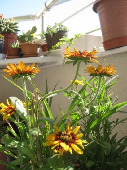 Name:  rudbeckia.jpg
Views: 538
Size:  40.4 KB