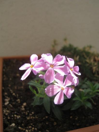 Name:  phlox.jpg
Views: 521
Size:  22.1 KB
