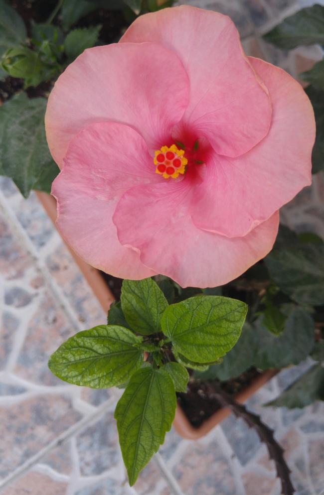 Name:  20160626_073848-1.jpg
Views: 401
Size:  59.6 KB
