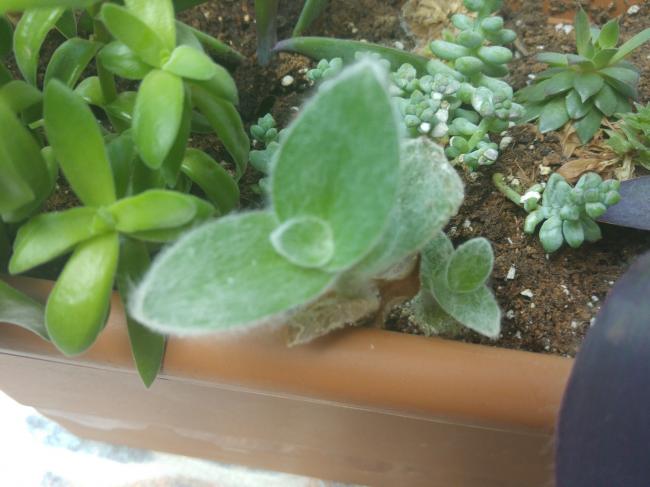 Name:  20160627_124619-1.jpg
Views: 378
Size:  39.9 KB
