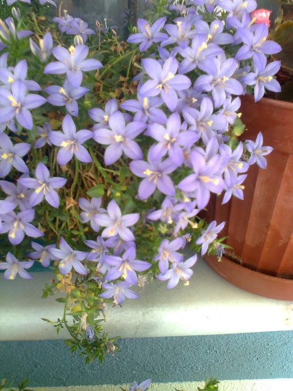 Name:  Fotoraf4051.jpg
Views: 642
Size:  73.7 KB
