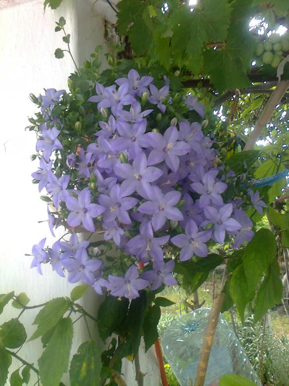 Name:  Fotoraf4054.jpg
Views: 400
Size:  73.0 KB
