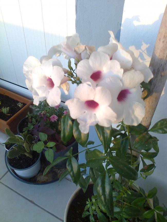 Name:  Fotoraf4042.jpg
Views: 351
Size:  62.6 KB