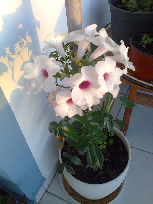 Name:  Fotoraf4043.jpg
Views: 393
Size:  60.2 KB
