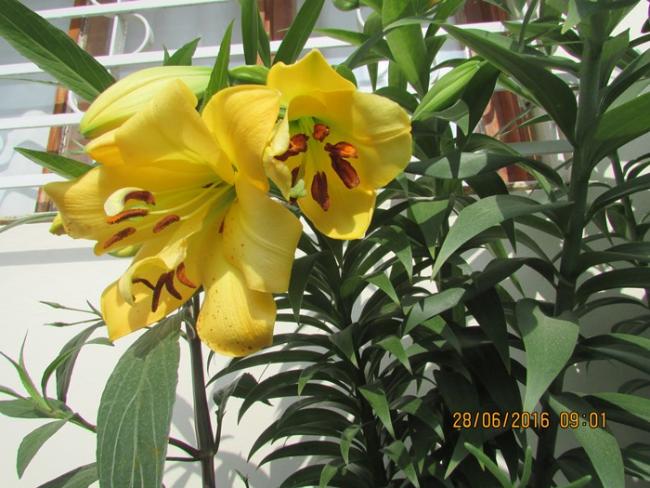 Name:  IMG_3546.jpg
Views: 512
Size:  57.0 KB