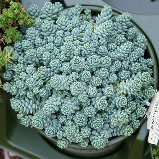 Name:  sedum-dasyphyllum-burnatii-minor-1.jpg
Views: 712
Size:  76.1 KB