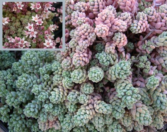 Name:  sedum-dasyphyllum-burnatii-minor-4-.jpg
Views: 676
Size:  72.9 KB