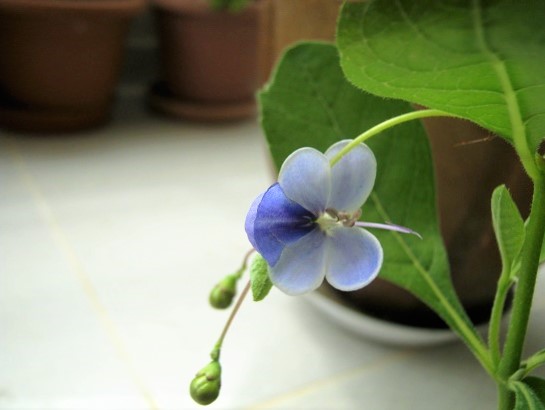 Name:  mavi k..jpg
Views: 475
Size:  59.1 KB