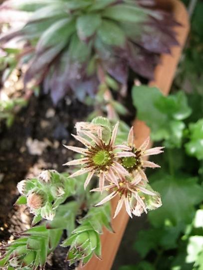 Name:  sempervivum1.jpg
Views: 746
Size:  34.4 KB