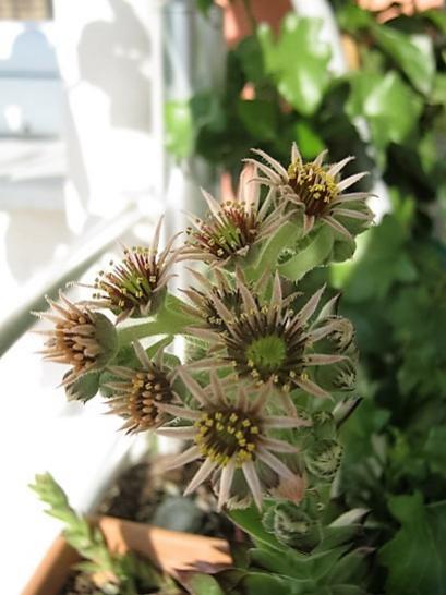 Name:  sempervivum.jpg
Views: 744
Size:  34.5 KB