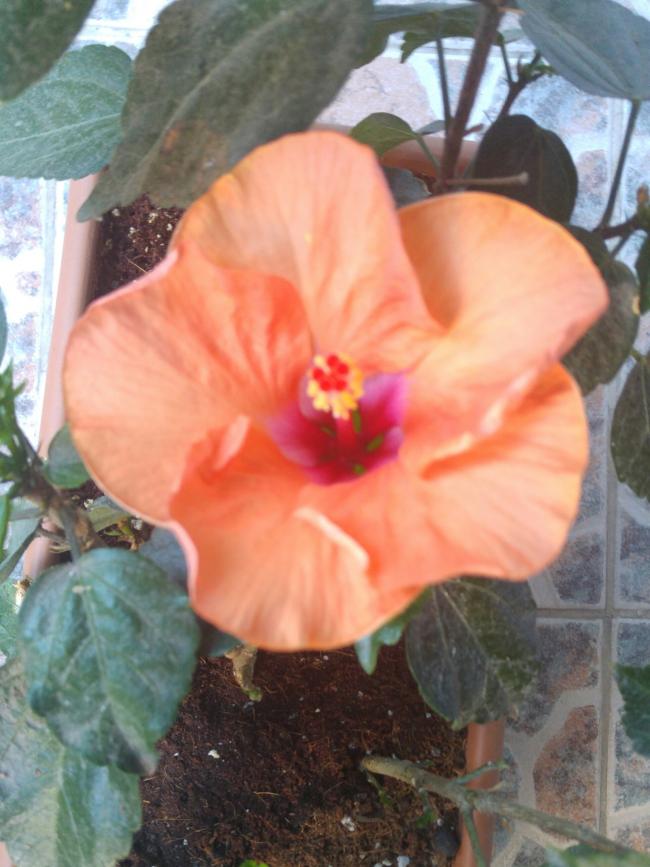 Name:  20160702_072944-1.jpg
Views: 305
Size:  66.5 KB