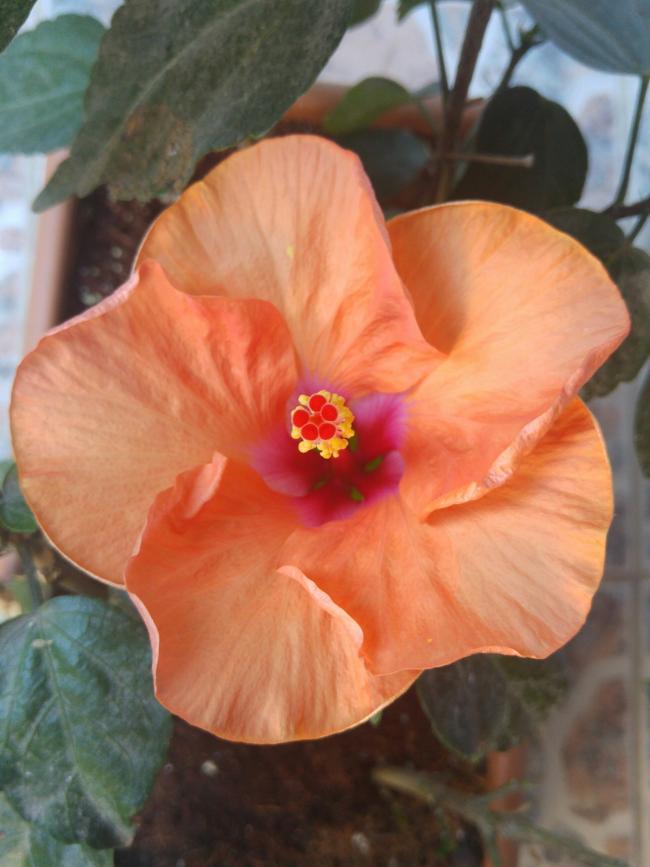 Name:  20160702_072947-1.jpg
Views: 315
Size:  55.6 KB