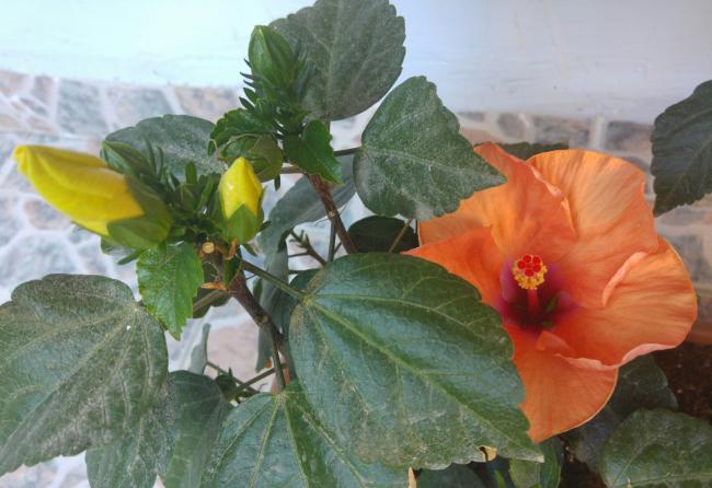 Name:  20160702_072957-1.jpg
Views: 308
Size:  43.1 KB