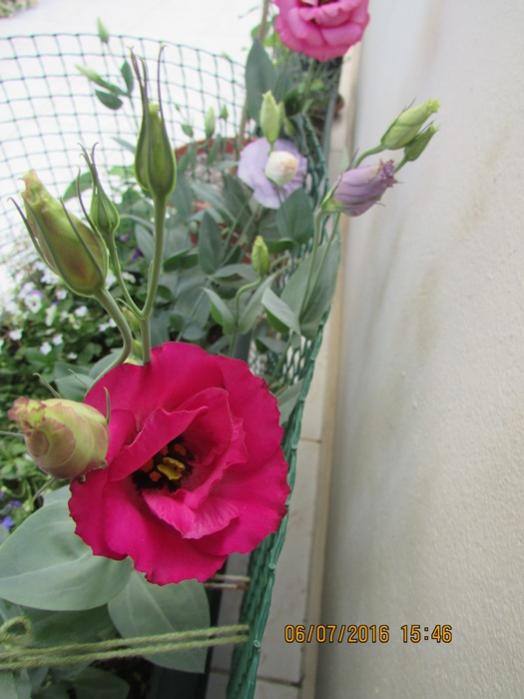 Name:  IMG_3589.jpg
Views: 672
Size:  43.8 KB