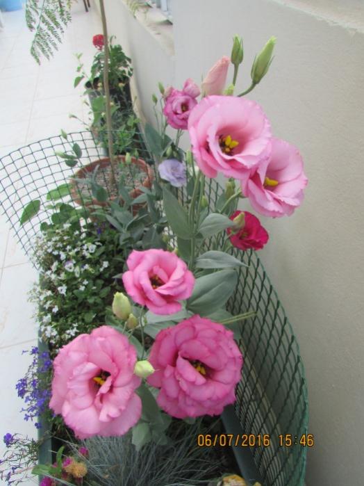 Name:  IMG_3590.jpg
Views: 659
Size:  54.8 KB