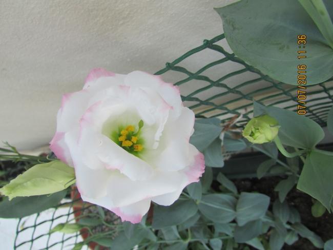 Name:  IMG_3616.jpg
Views: 637
Size:  33.6 KB