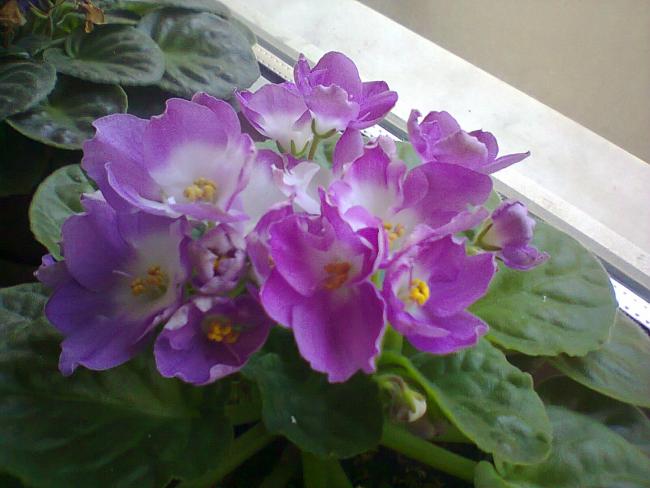 Name:  Meneke-3.jpg
Views: 363
Size:  41.2 KB