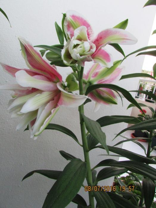 Name:  IMG_3628.jpg
Views: 602
Size:  48.7 KB