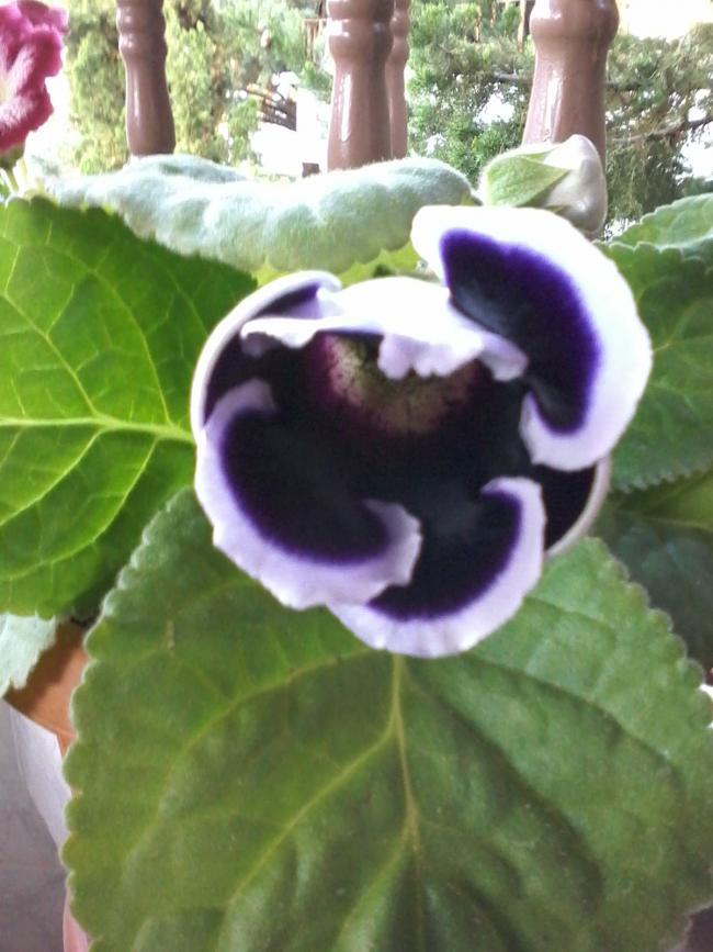 Name:  20160708_191430.jpg
Views: 378
Size:  67.1 KB