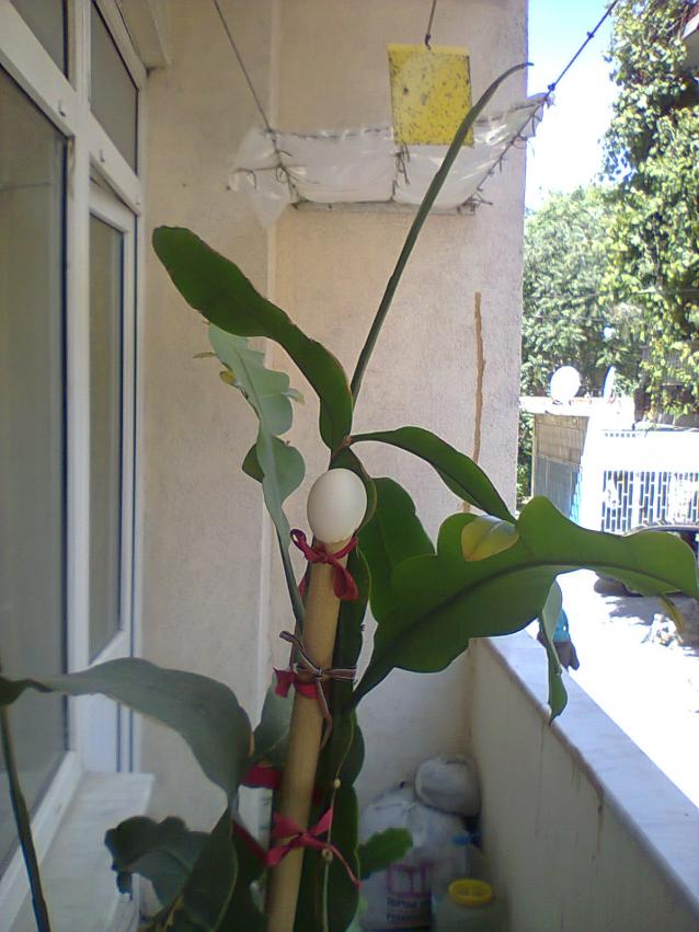 Name:  prenses.jpg
Views: 643
Size:  70.1 KB