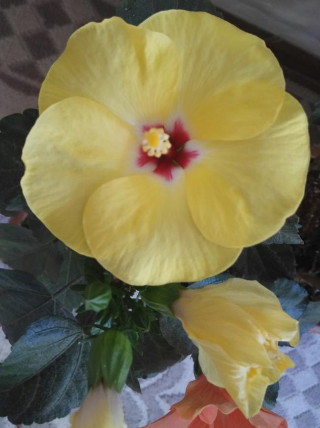Name:  20160710_075215-1.jpg
Views: 260
Size:  47.2 KB