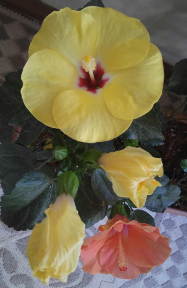 Name:  20160710_075228-1.jpg
Views: 262
Size:  57.9 KB