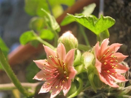 Name:  sempervivum.jpg
Views: 690
Size:  27.1 KB