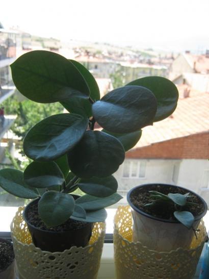 Name:  hoya australis- hoya cv chouke.jpg
Views: 684
Size:  28.2 KB