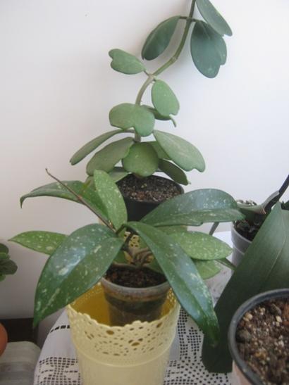 Name:  hoya p. hoya kerrii.jpg
Views: 681
Size:  25.8 KB