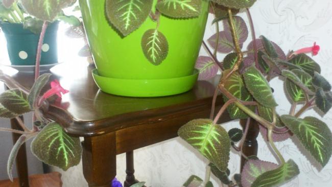 Name:  005.jpg
Views: 431
Size:  37.0 KB