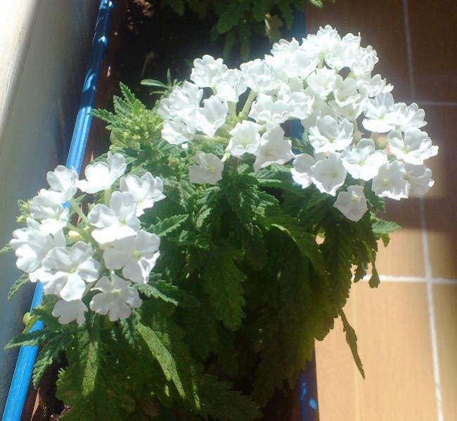 Name:  014.jpg
Views: 436
Size:  53.2 KB