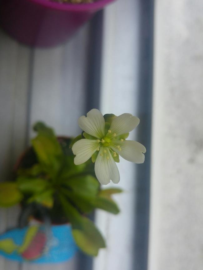 Name:  20160717_171351-1.jpg
Views: 366
Size:  30.5 KB