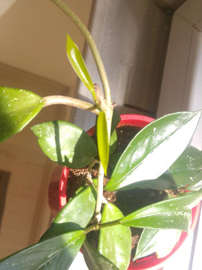 Name:  20160719_113435-1.jpg
Views: 357
Size:  56.7 KB
