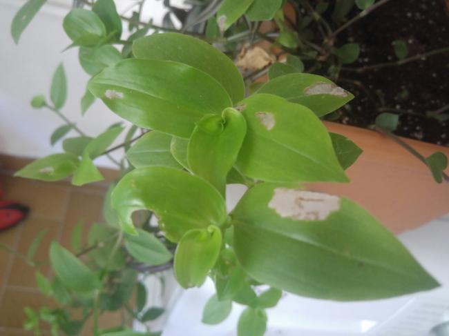 Name:  20160719_112006-1.jpg
Views: 353
Size:  28.7 KB